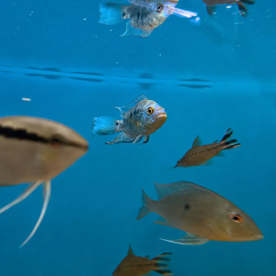 Atendimento e variedade na Fish Farm Aquapet